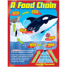 A Food Chain CHART 17x22 (T38186)