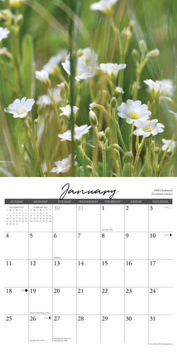 Wildflowers 12" x 12" 2026 Wall Calendar