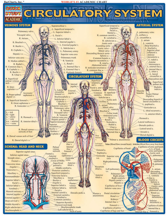 QuickStudy | CIRCULATORY SYSTEM [225244]
