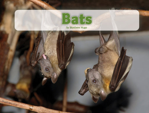Bats