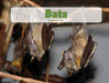 Bats