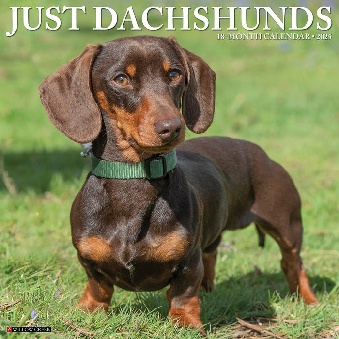 2025 Dachshunds Wall Calendar [42663]