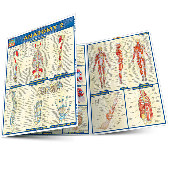 QuickStudy | ANATOMY 2 [228566]