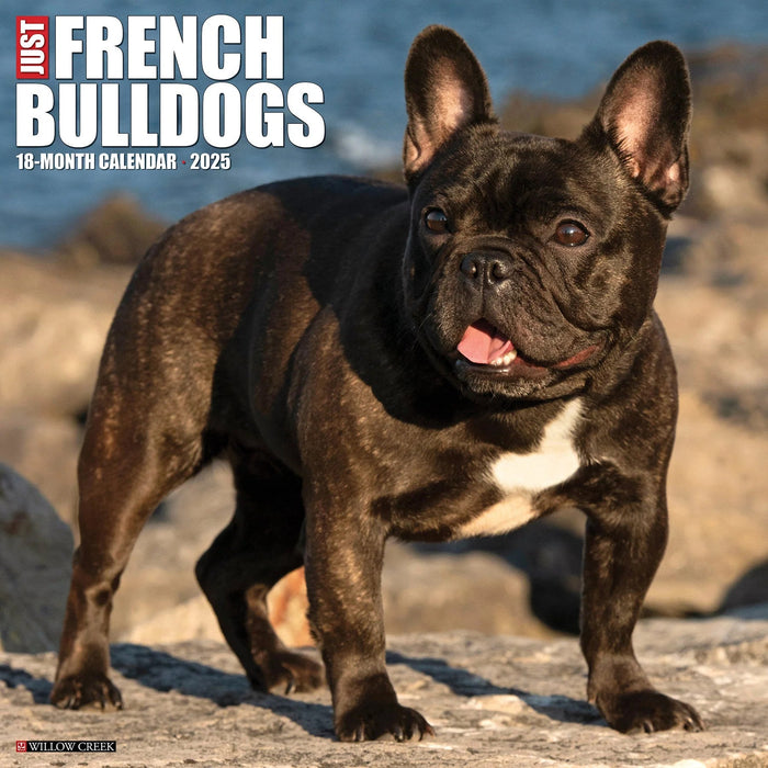 2025 French Bulldogs Wall Calendar [42953]